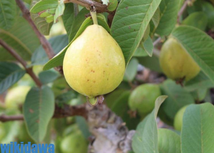 ورق الجوافة